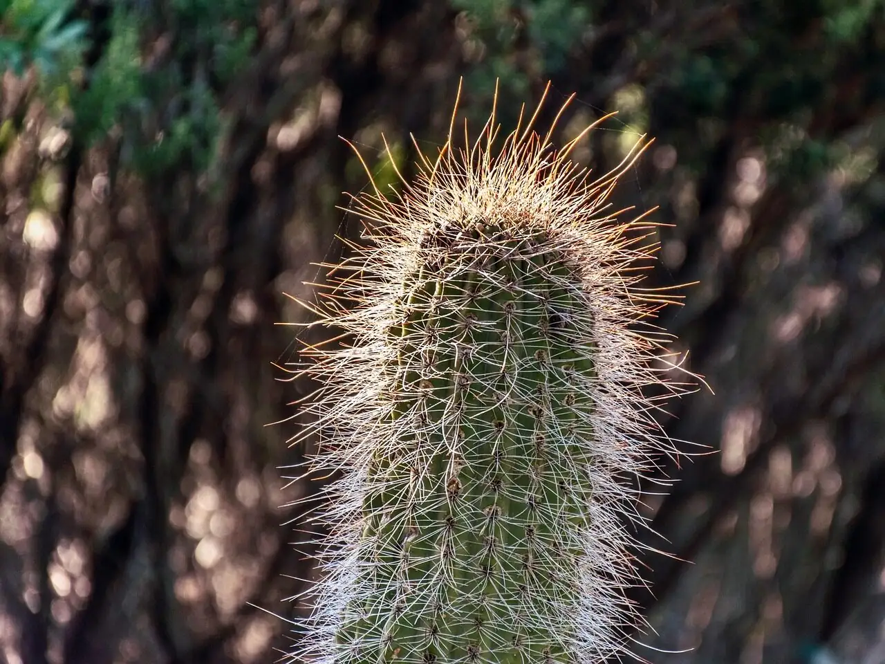 sand castle cactus ribbed body macro
