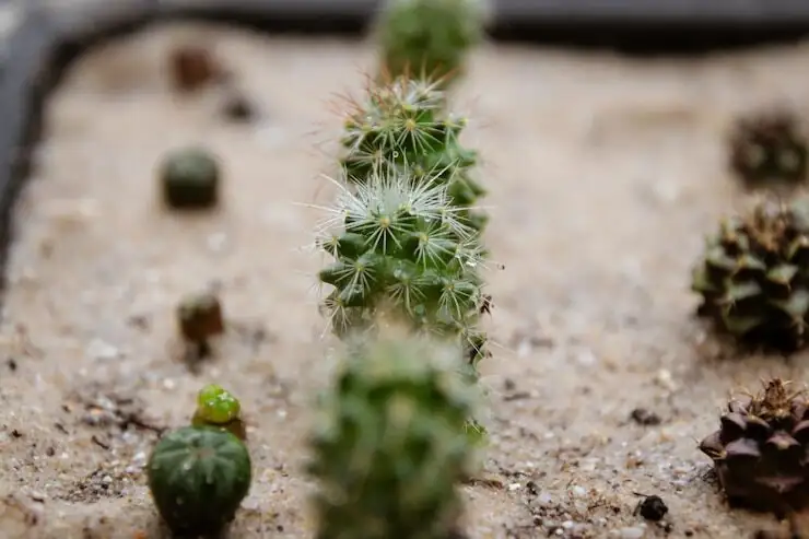 sand castle cactus offsets cluster top view