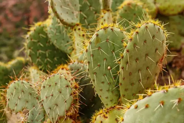 sand castle cactus gritty soil mix