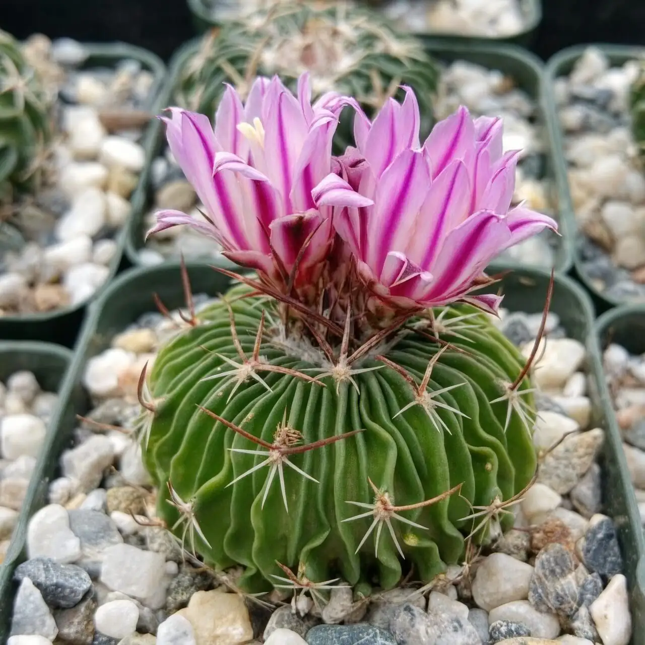 谁和沙堡疣更合拍？旱生同伴种植清单与错峰浇水法