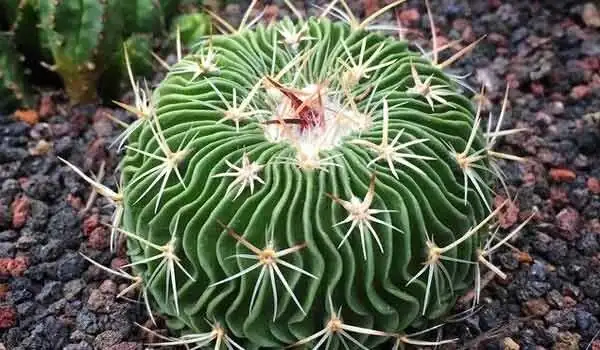 Stenocactus ribs close-up spines