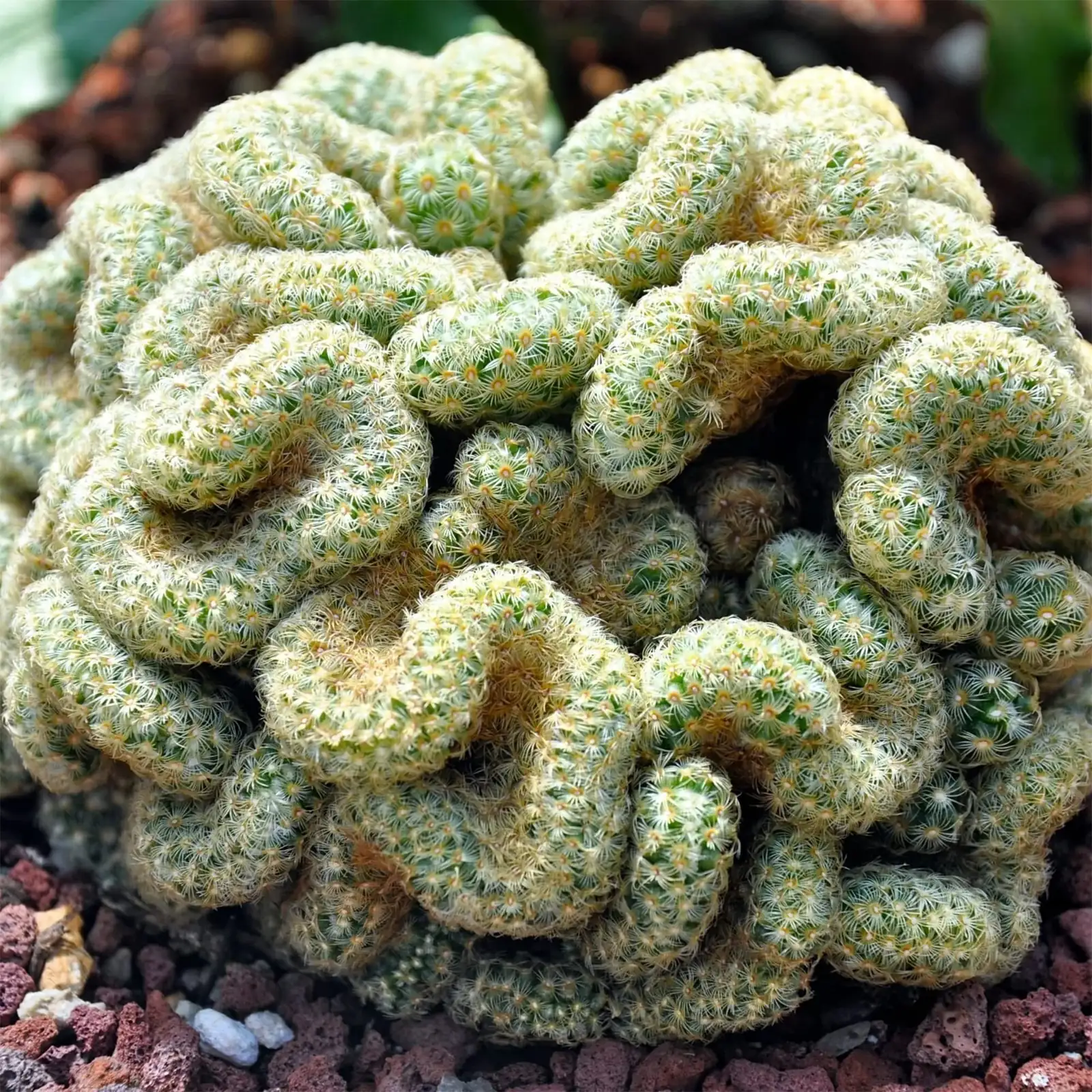 Stenocactus and lithops microtopography