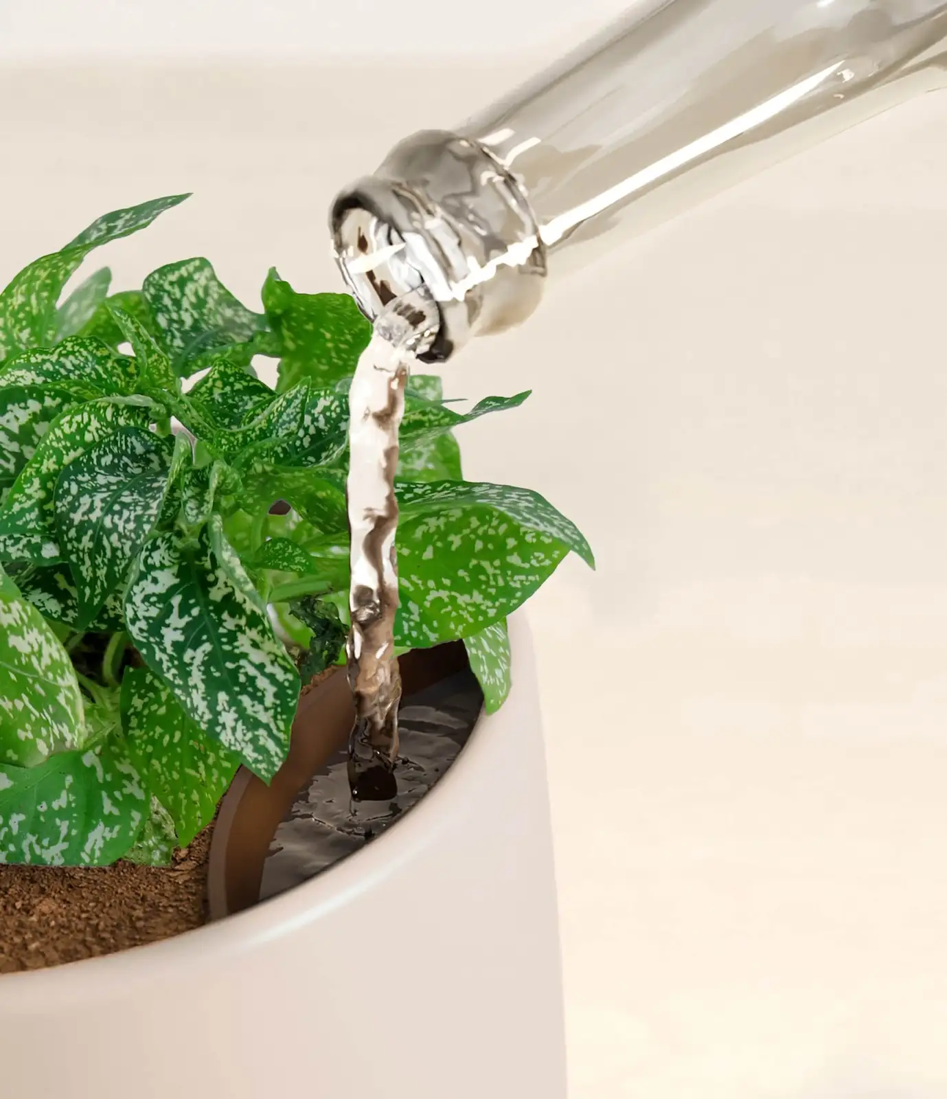 polka dot plant watering soil