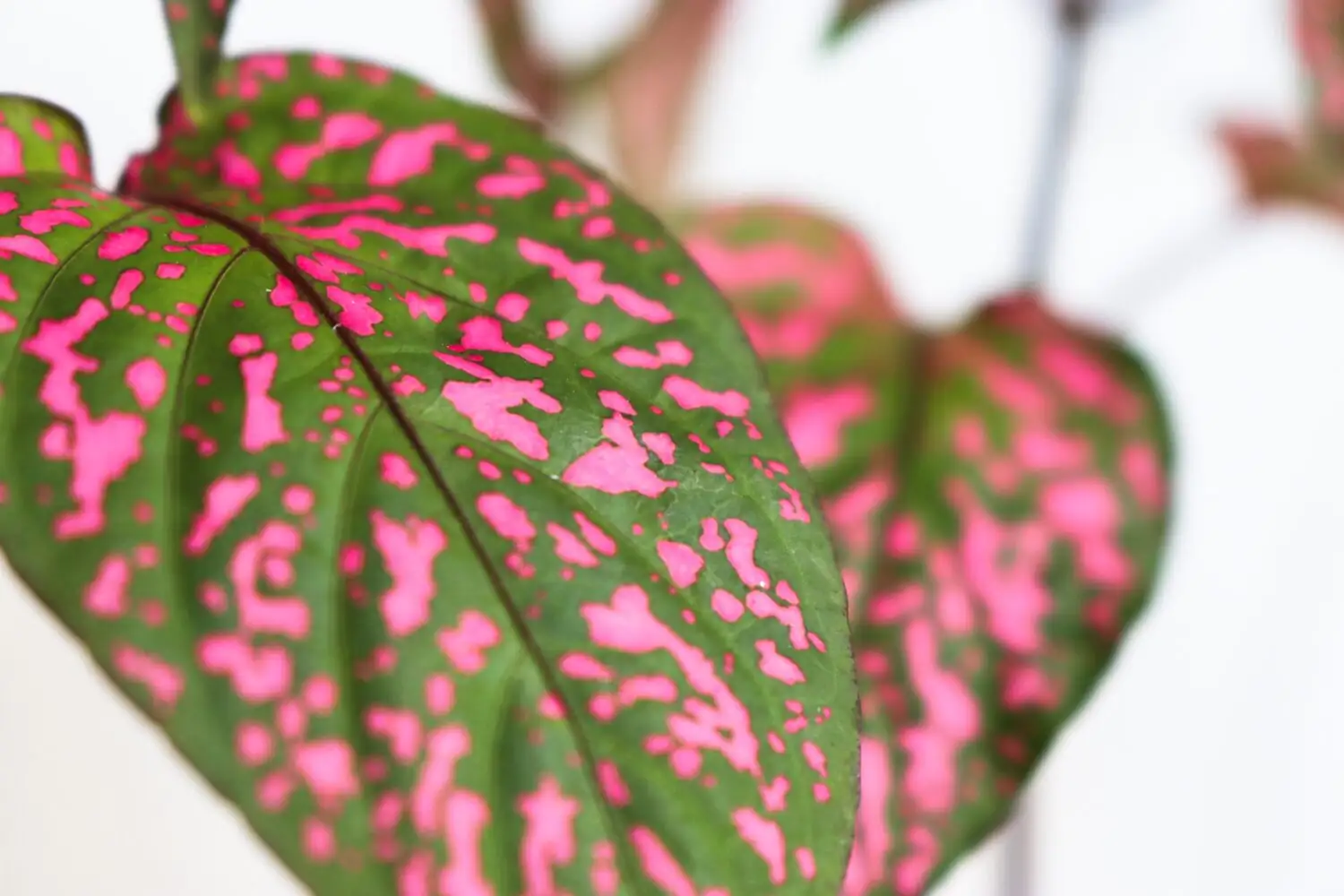 polka dot plant spider mites leaf