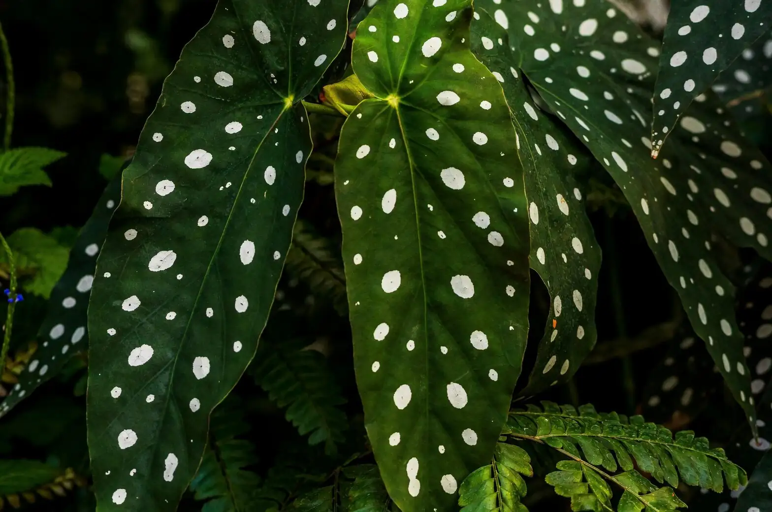 polka dot plant leggy weak light