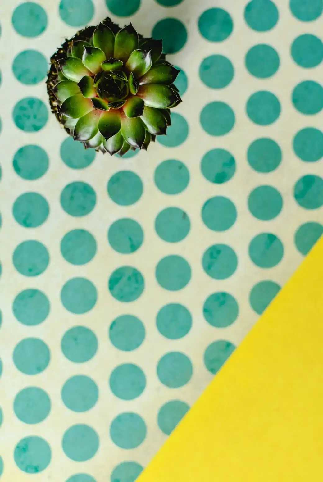 polka dot plant sunburn leaf scorch