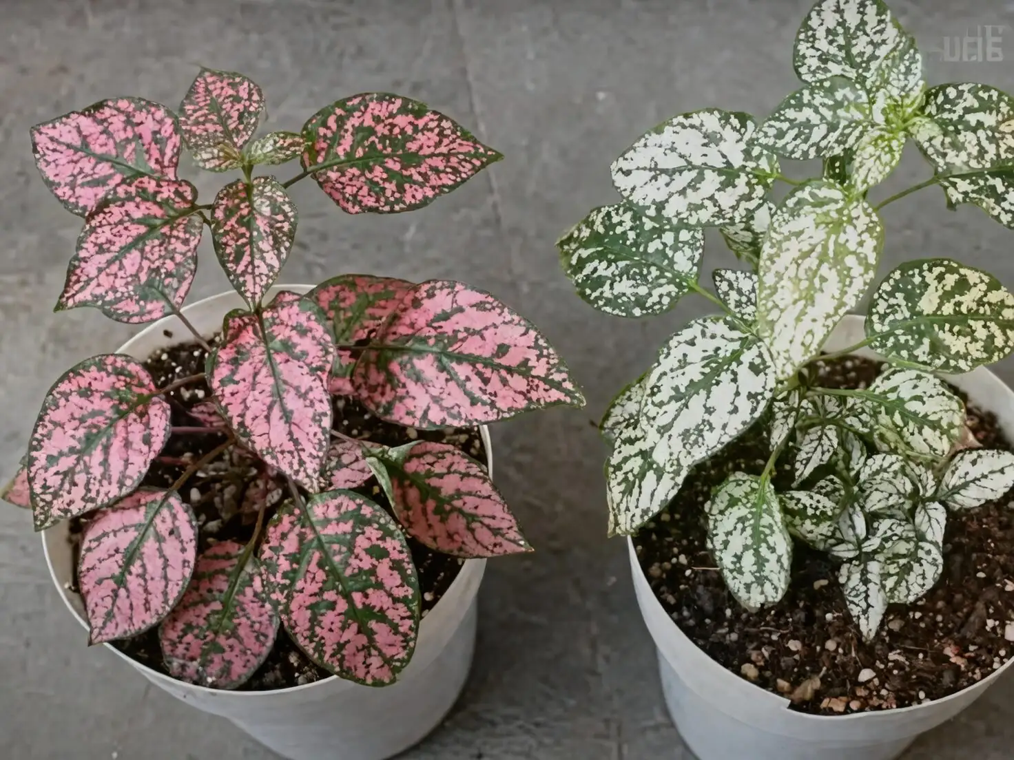 pruning polka dot plant tips