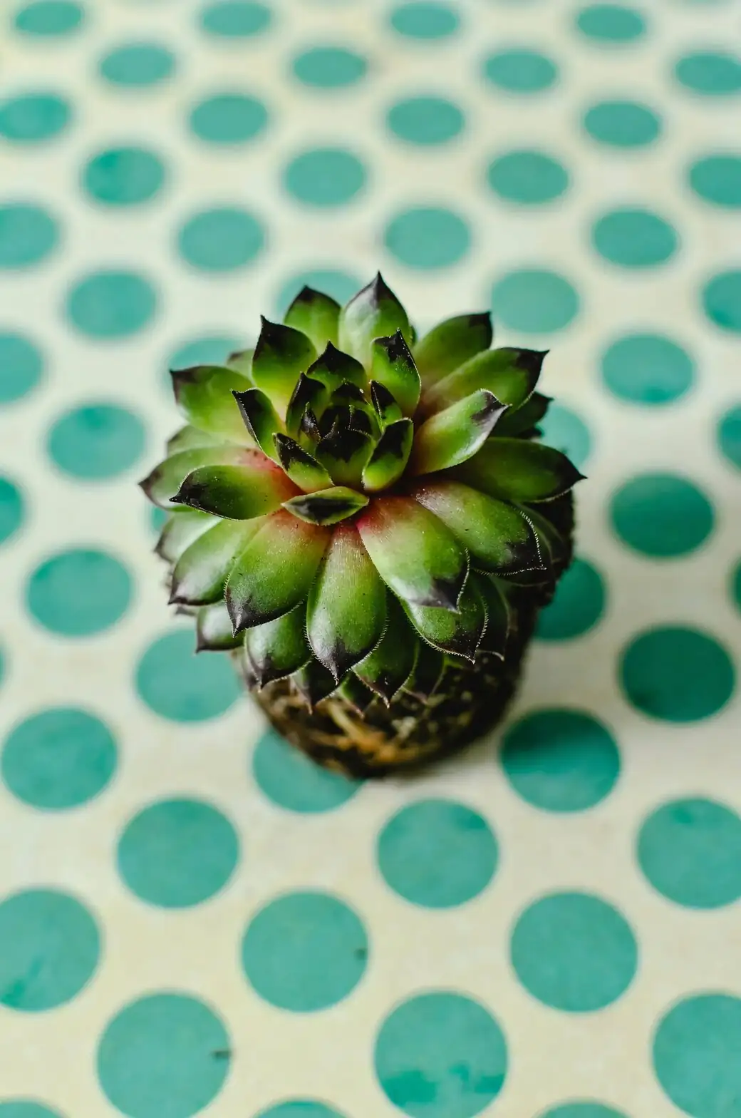 polka dot plant bathroom shelf