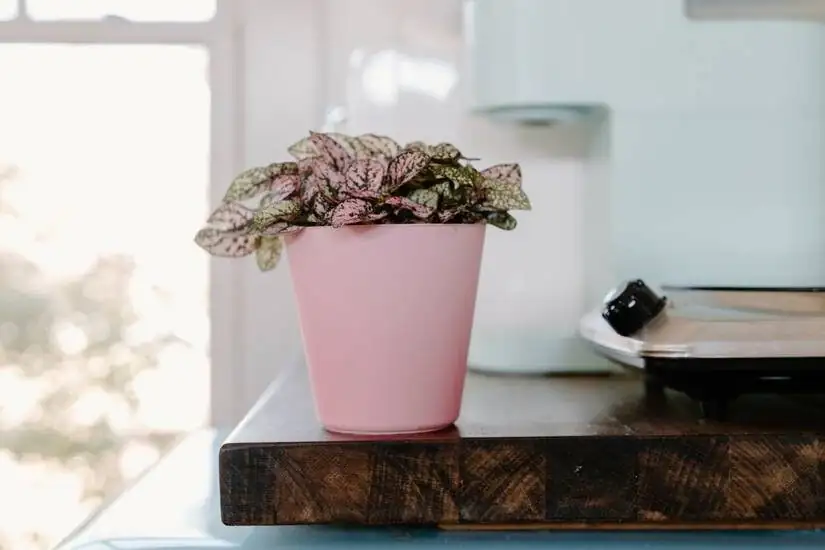 polka dot plant desk left side