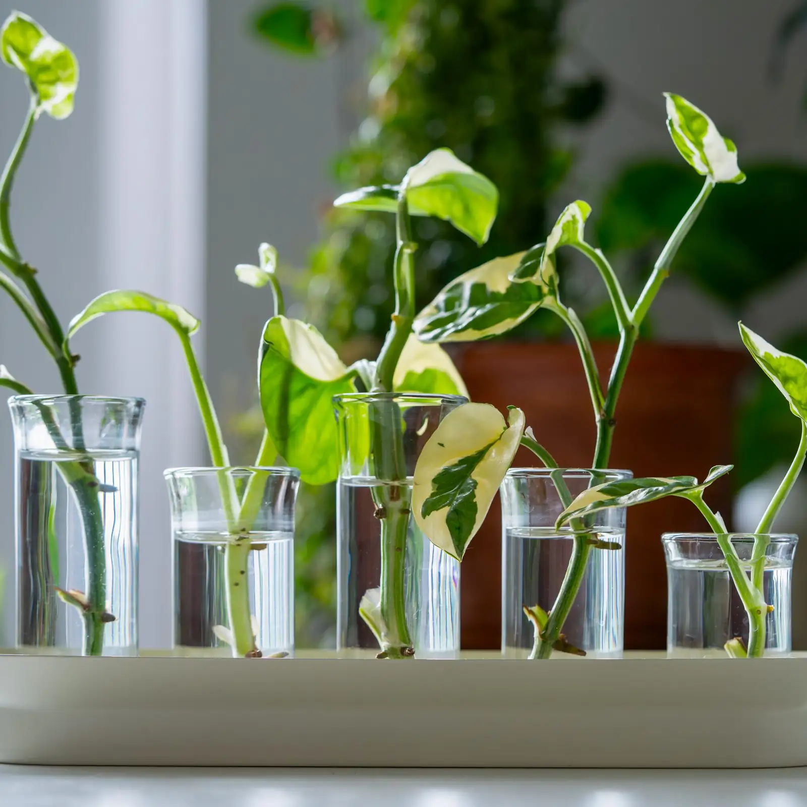 polka dot plant cuttings in water glass