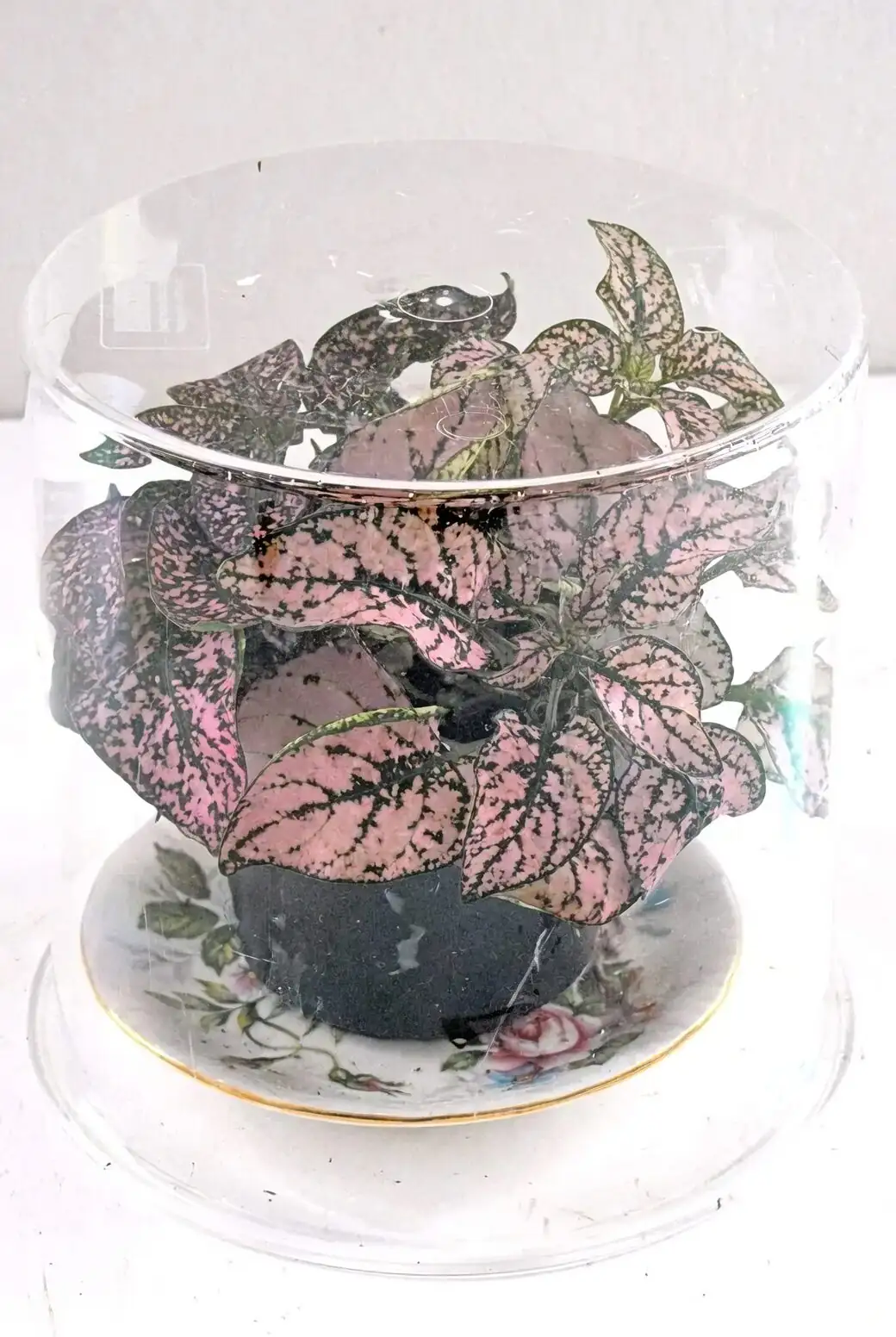 polka dot plant cuttings humidity dome