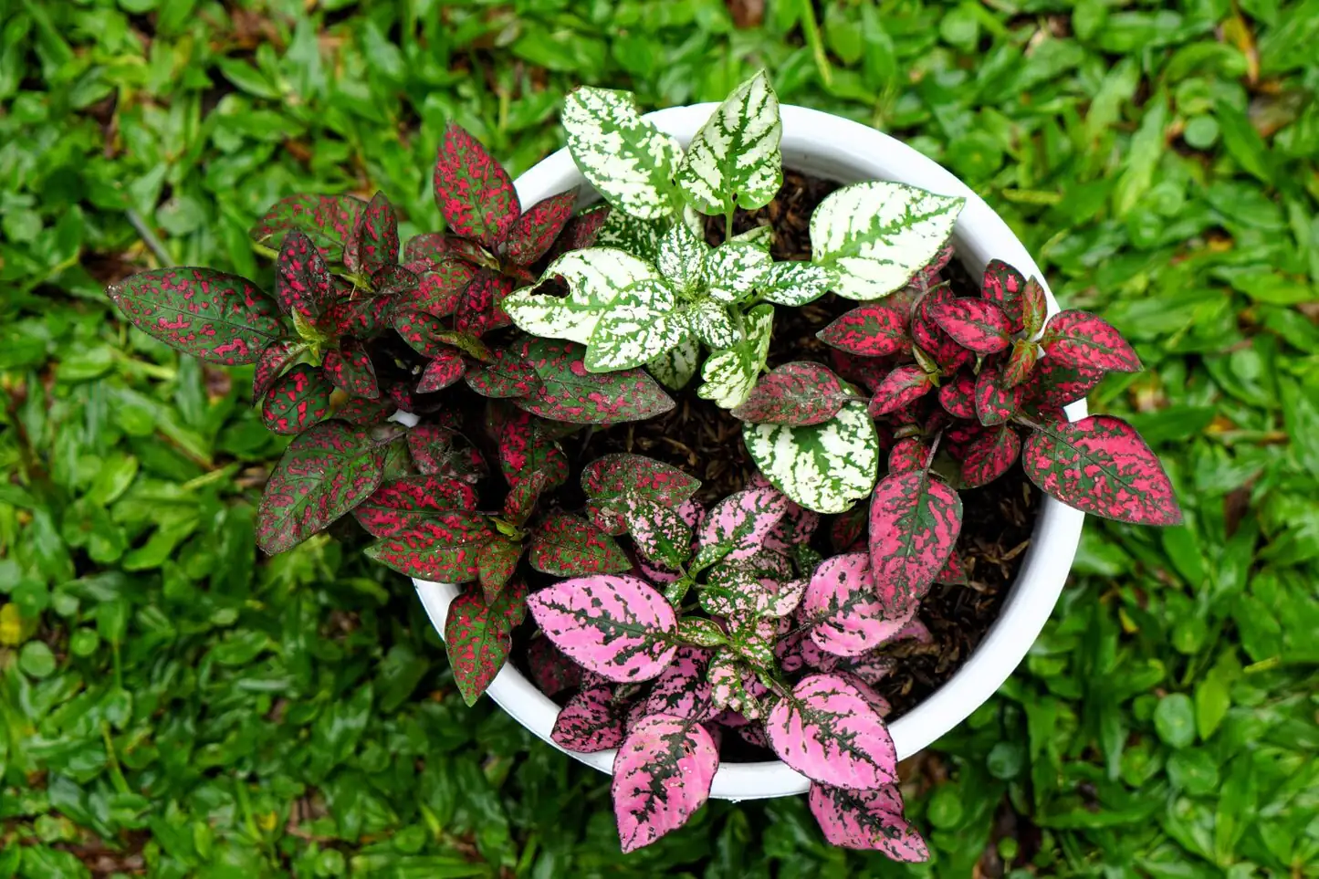 polka dot plant mixed colors planter