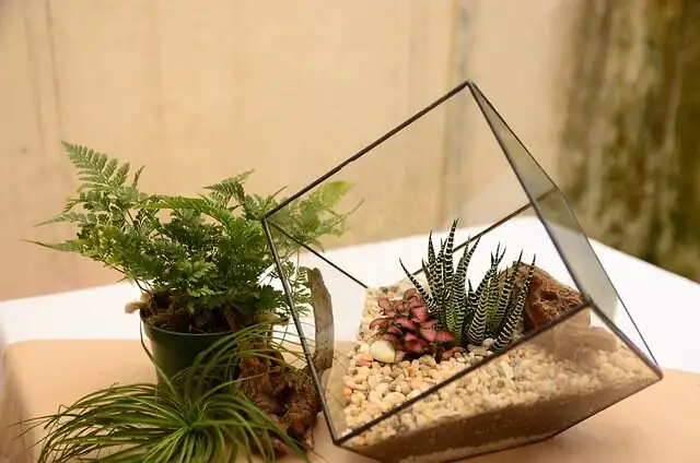 terrarium substrate layers close-up