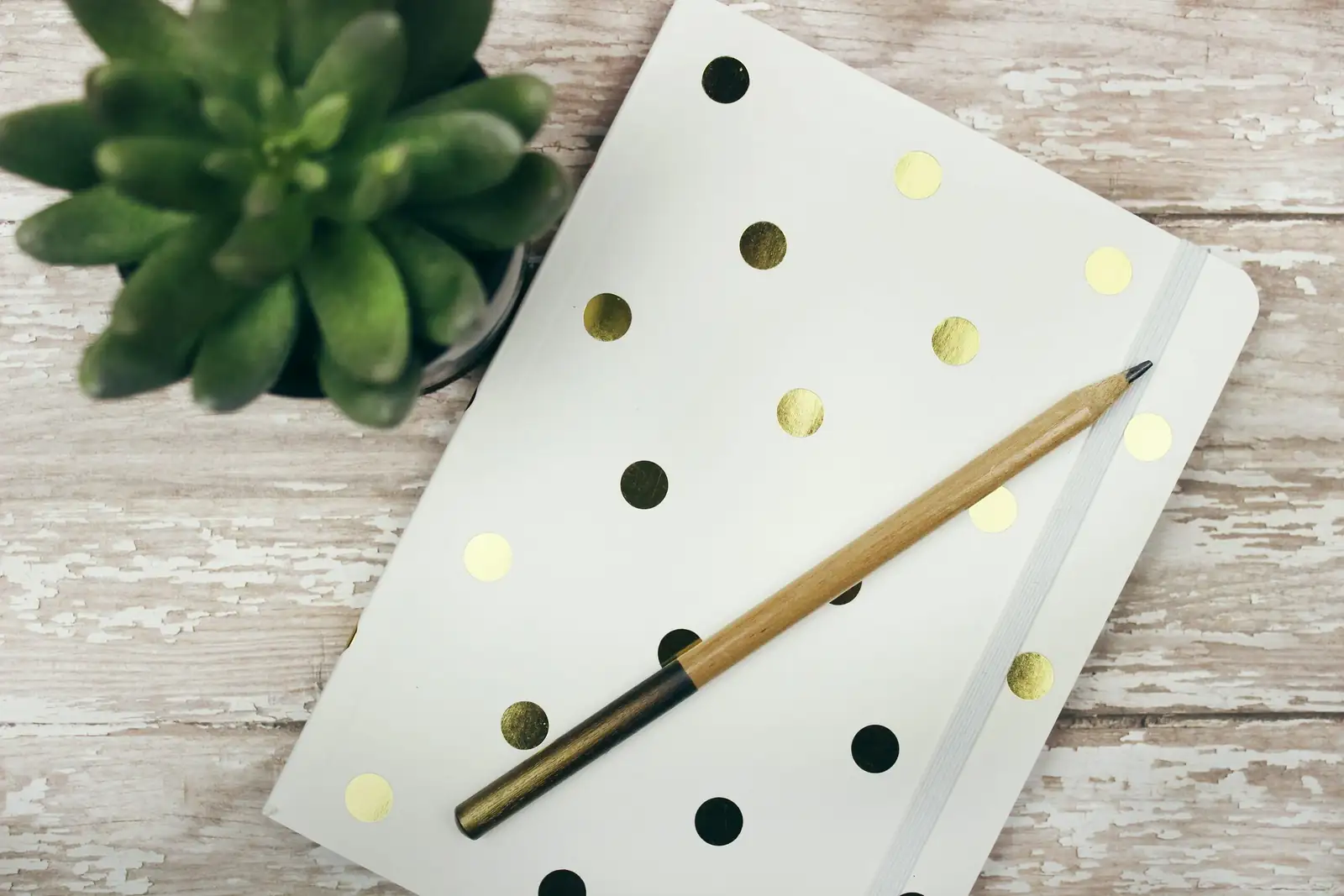 polka dot plant on bookshelf