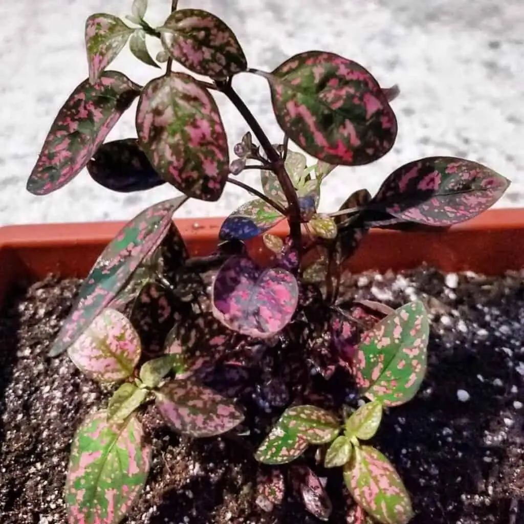 polka dot plant pinching tips
