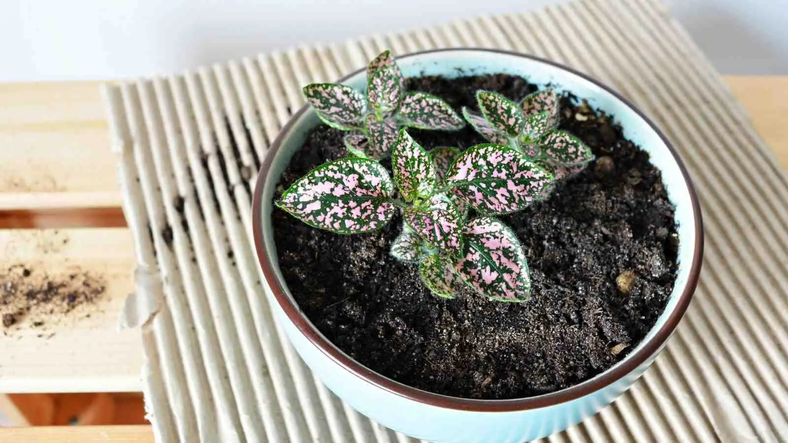 polka dot plant repotting roots