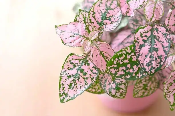polka dot plant stem cuttings