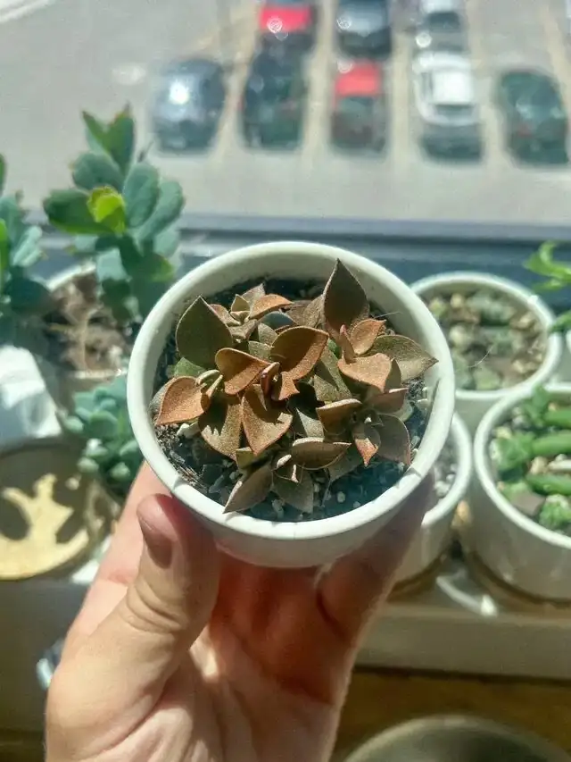 crassula campfire windowsill east light