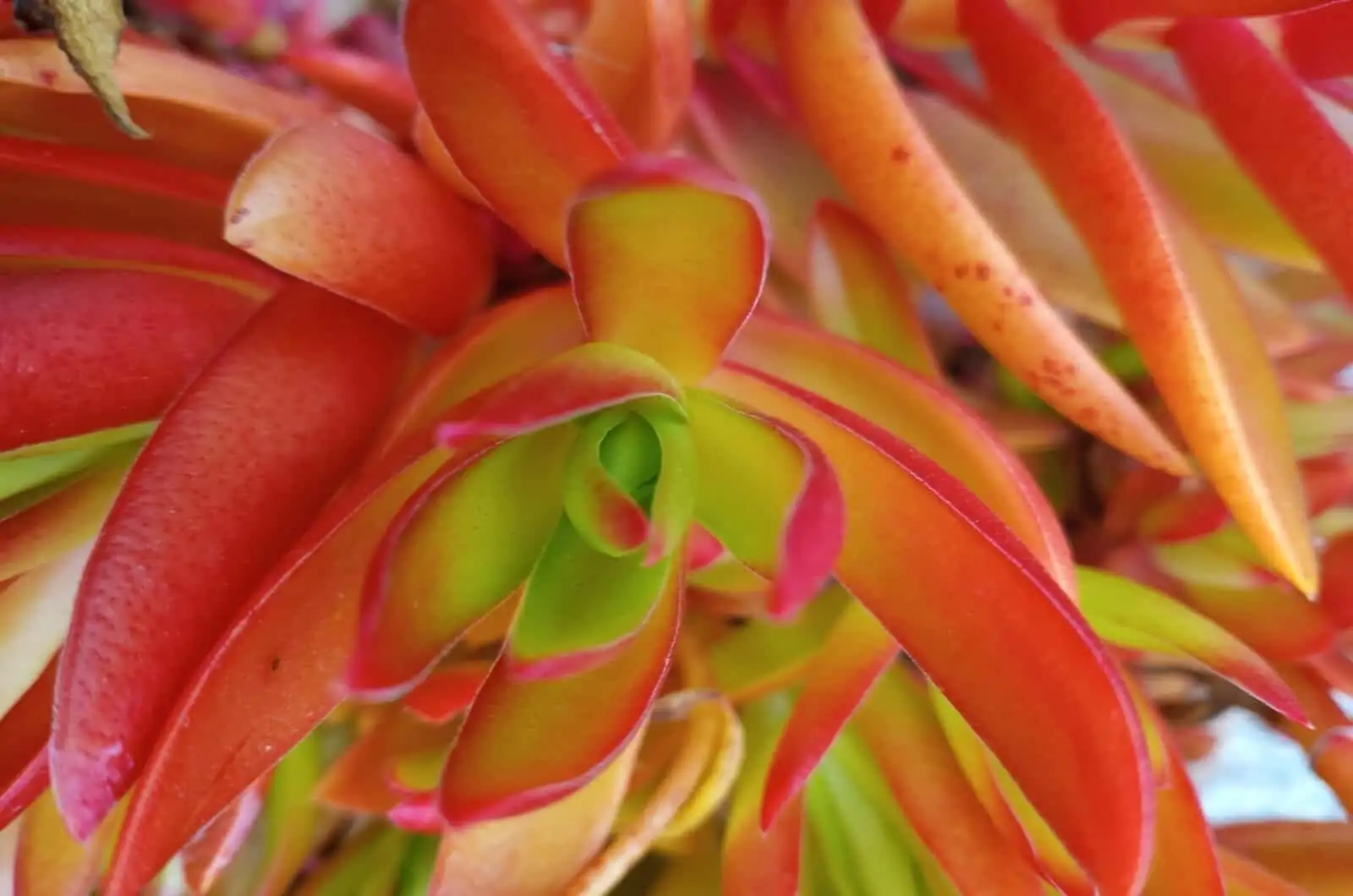 crassula campfire red leaves close-up