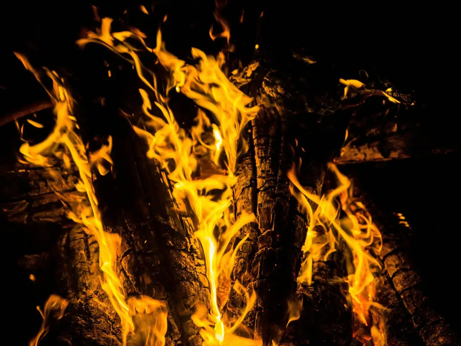campfire crassula black rot close-up