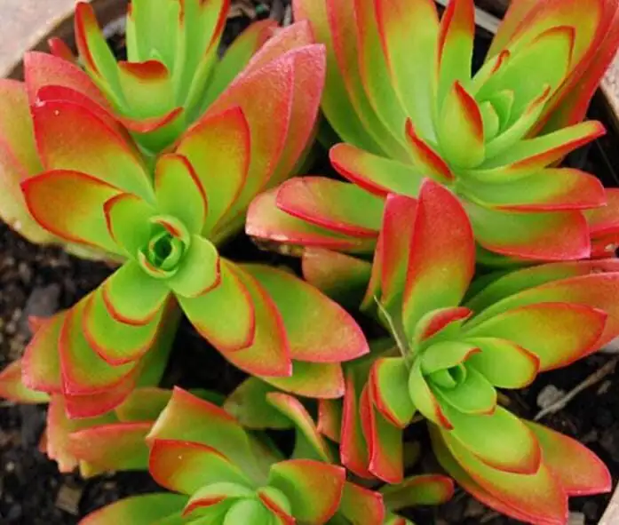 campfire crassula mealybugs leaf axil