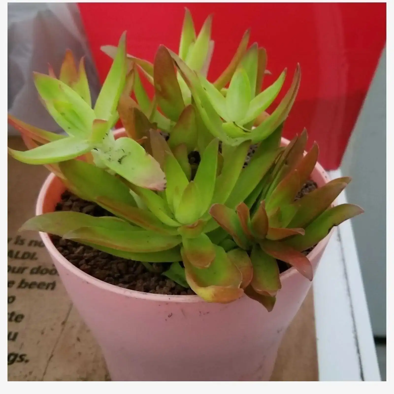 campfire crassula rust spots leaf
