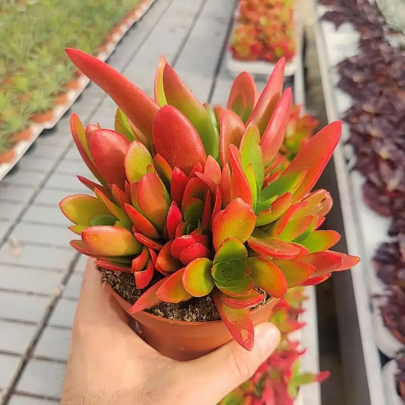 Campfire Crassula color transition macro