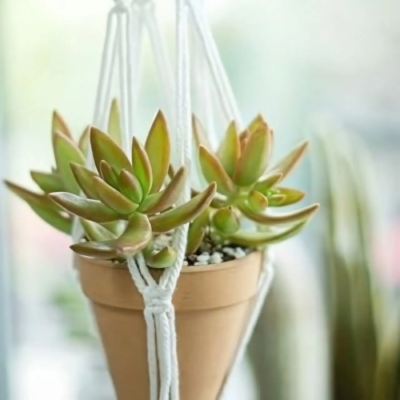Campfire Crassula on sunny windowsill