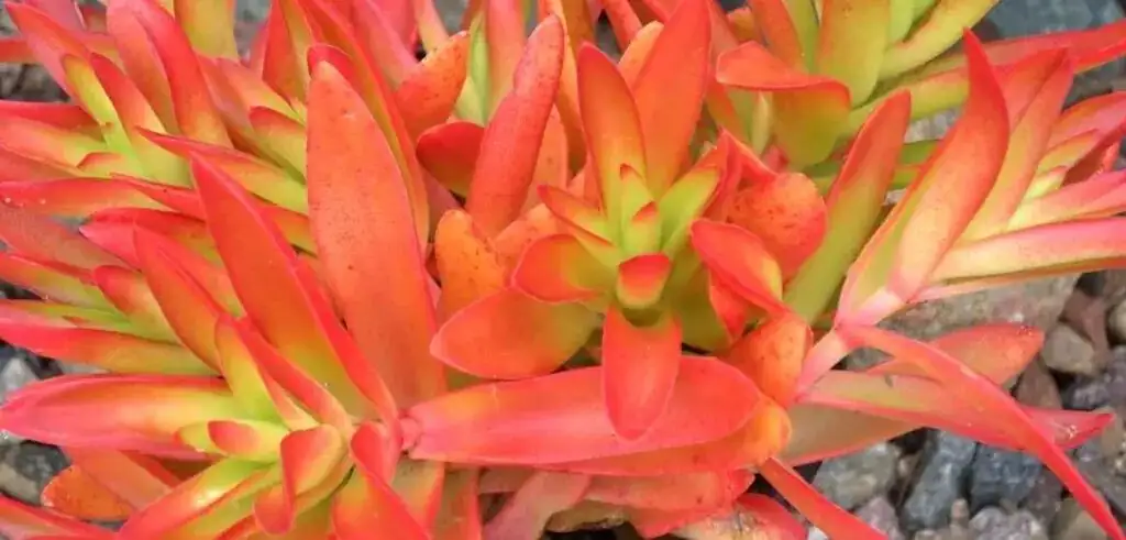 Campfire Crassula stem cutting hands