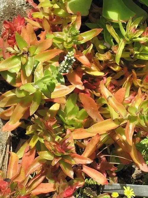 Campfire Crassula white star flowers
