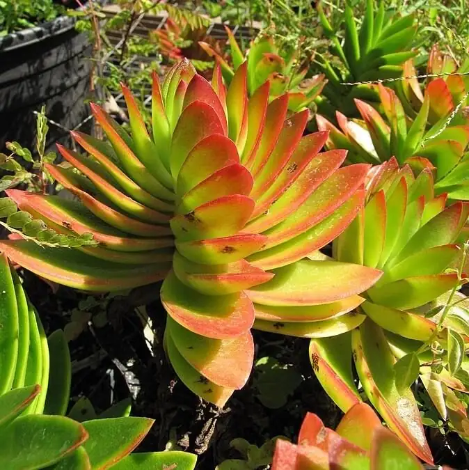 crassula campfire leaf edge red close-up