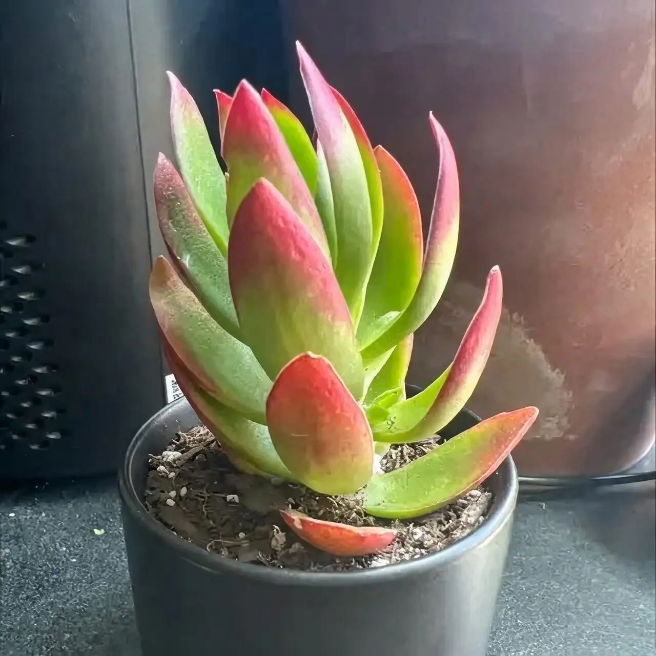 crassula campfire south window sunlight