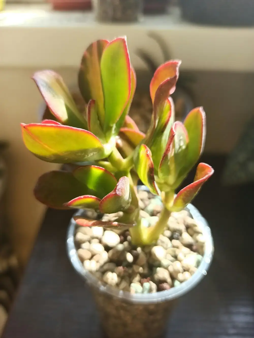 crassula campfire compact and leggy