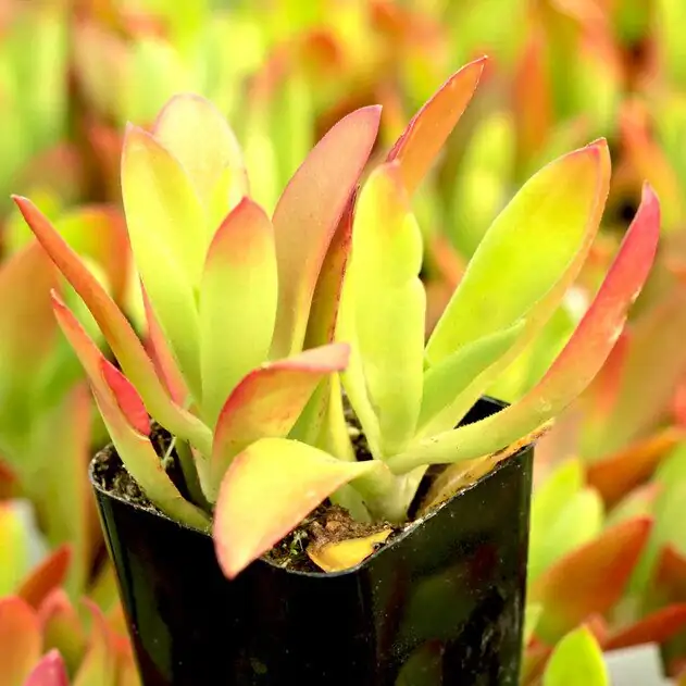 crassula campfire stem cuttings