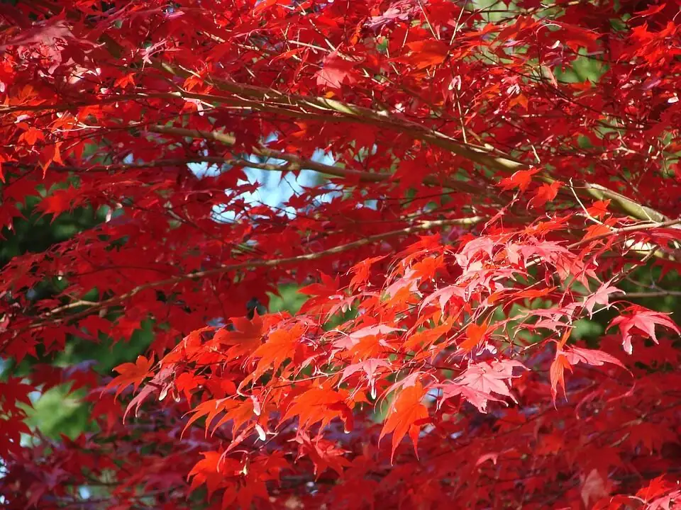 红到发光的花语从何而来？火祭在节庆、风水与送礼中的寓意解析