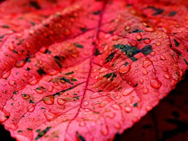campfire crassula leaf edge red close-up
