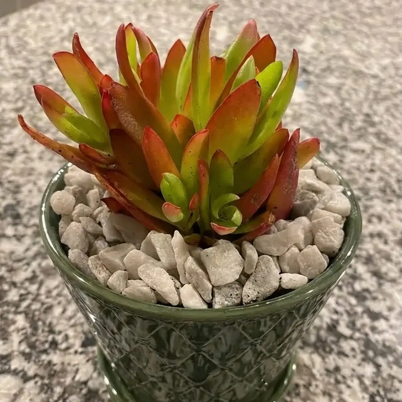 campfire crassula south facing window