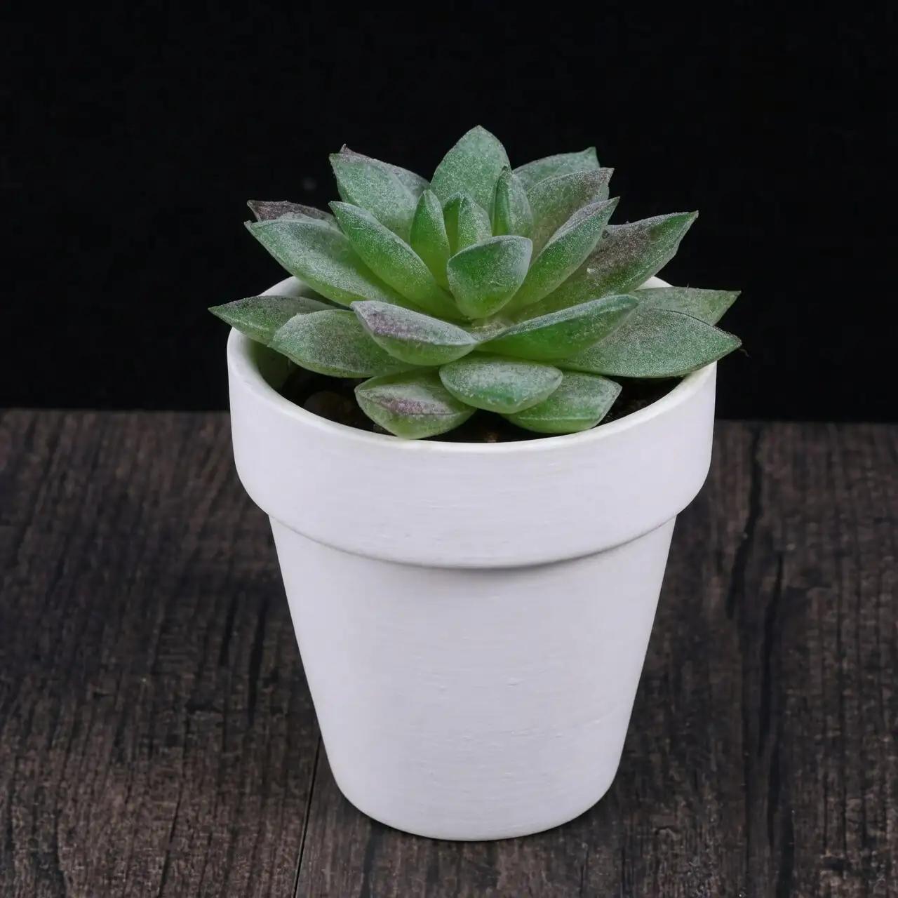 campfire crassula terracotta pot white pebbles