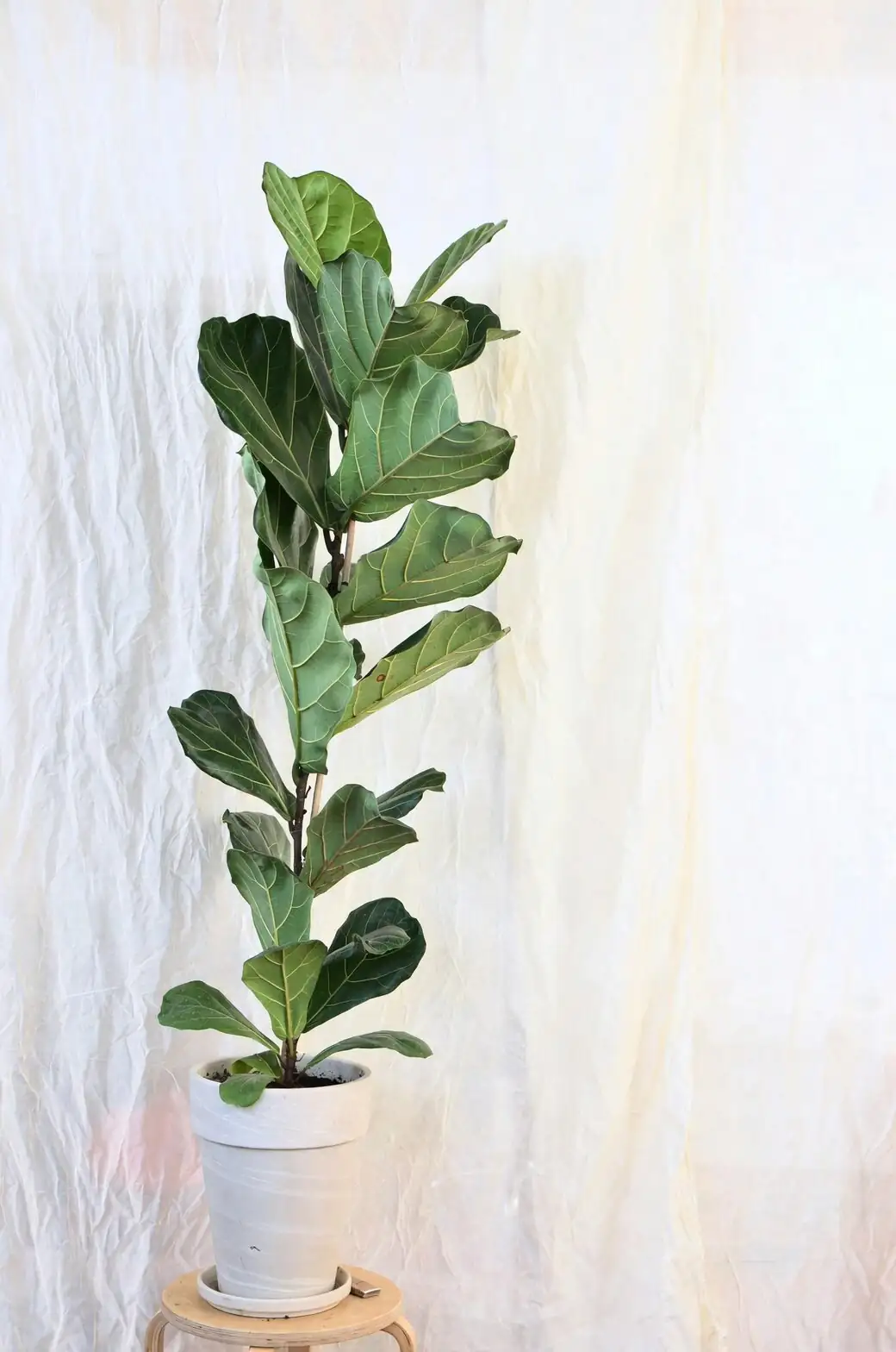 campfire crassula stem cutting nodes