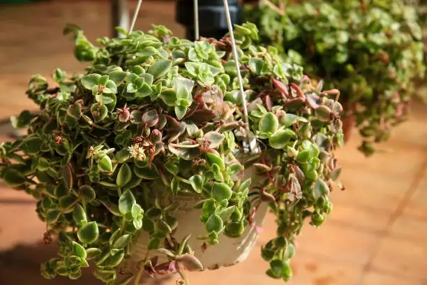 campfire crassula cuttings rooting tray