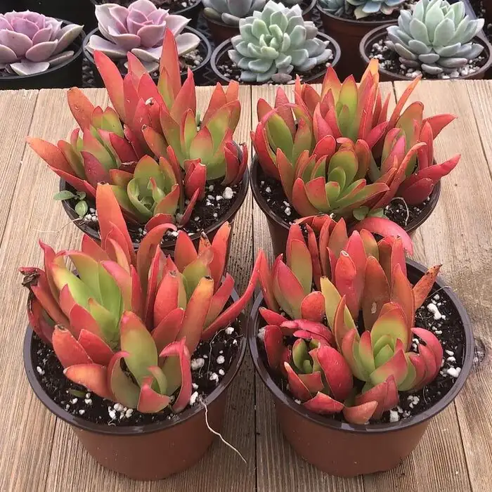 campfire crassula sunlight red foliage