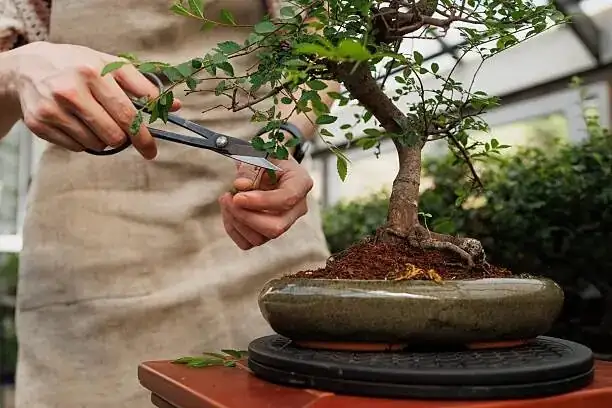 campfire crassula stem cutting propagation