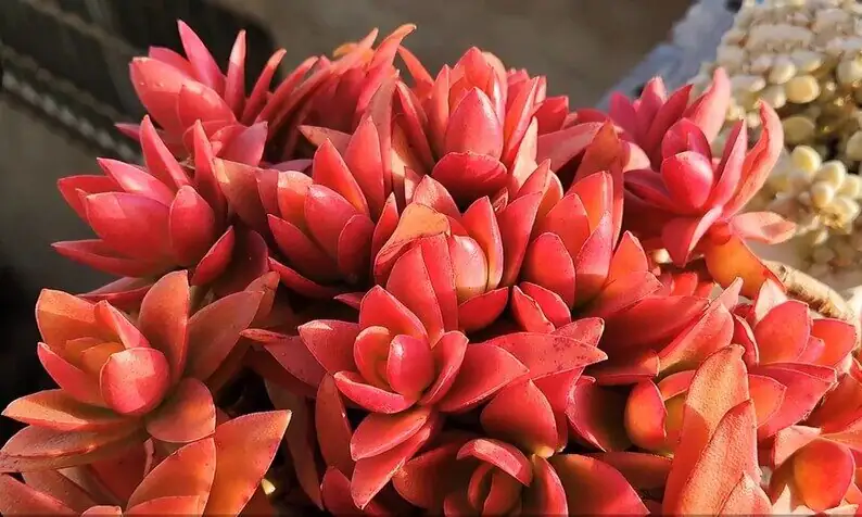 campfire crassula red leaves close-up