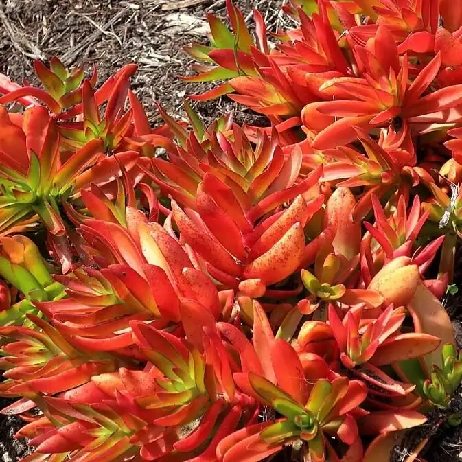 campfire crassula rim light close-up