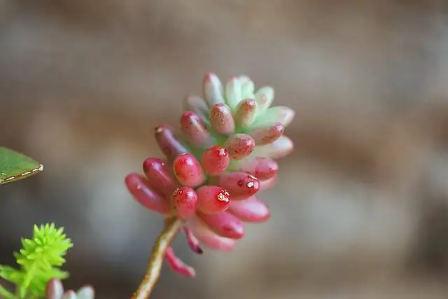 campfire crassula macro leaf edge