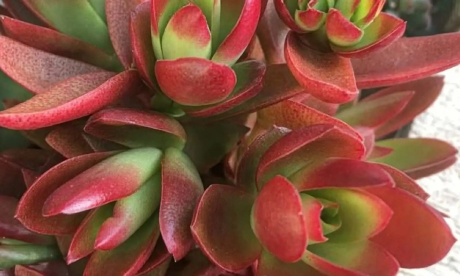 campfire crassula compact vs leggy
