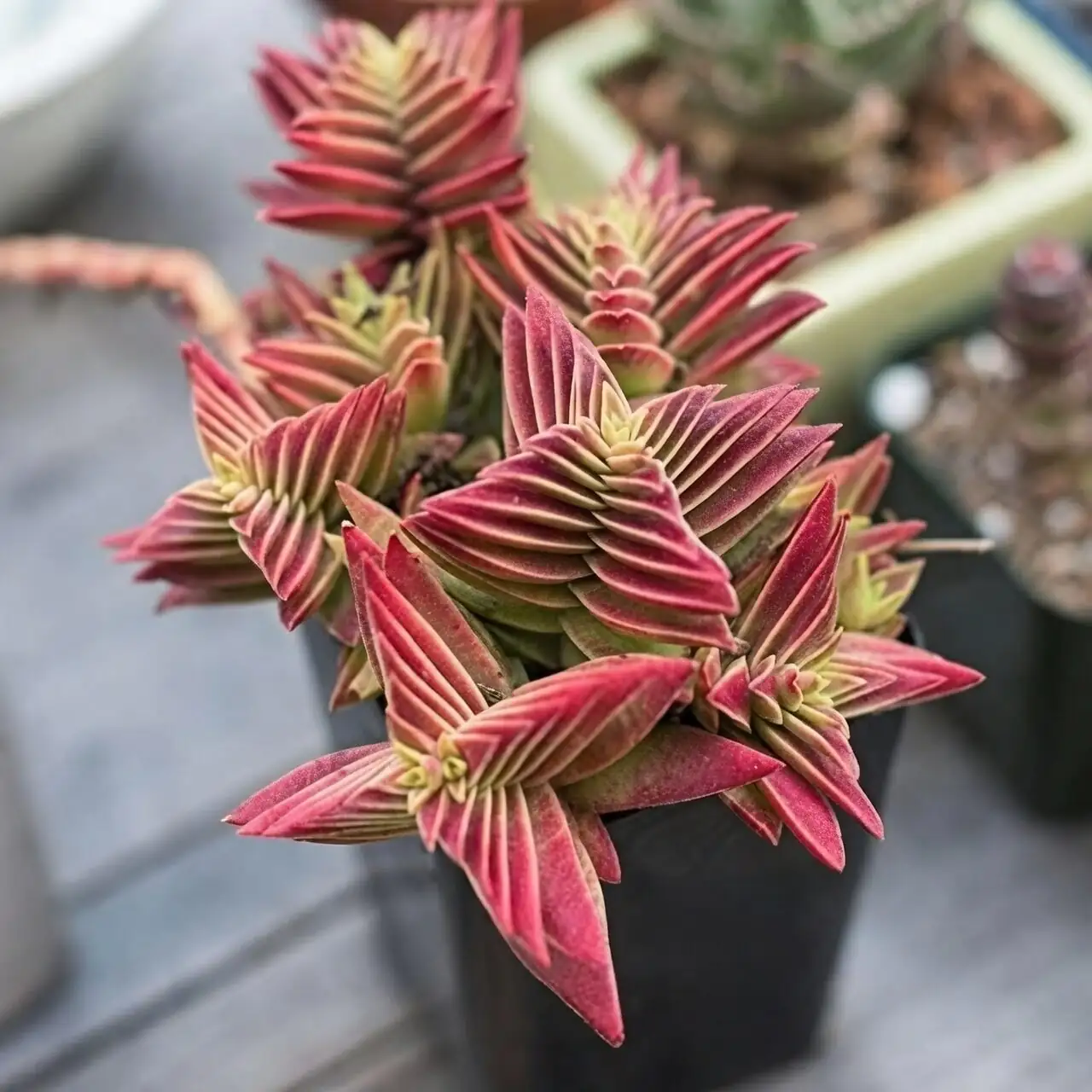 campfire crassula pest inspection hand