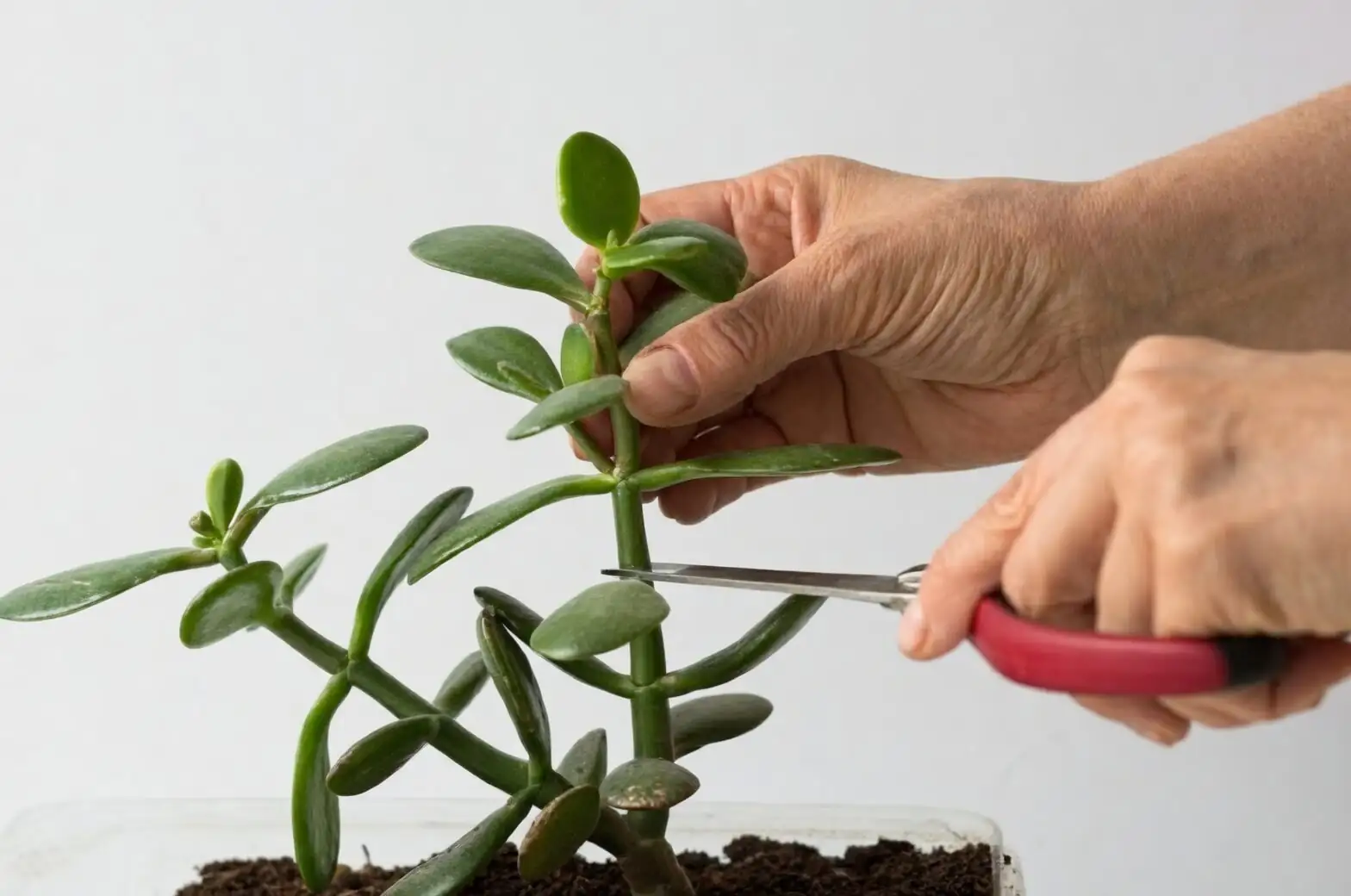 crassula campfire stem cuttings tray