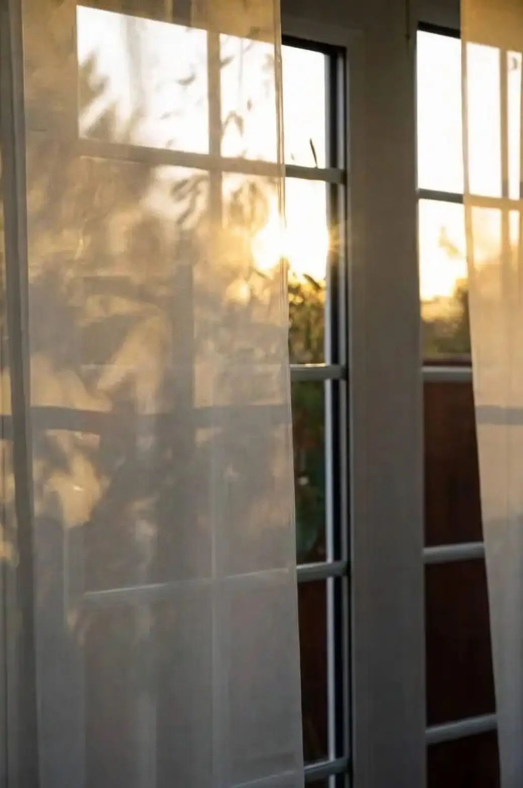 poppy anemone morning sun window curtain