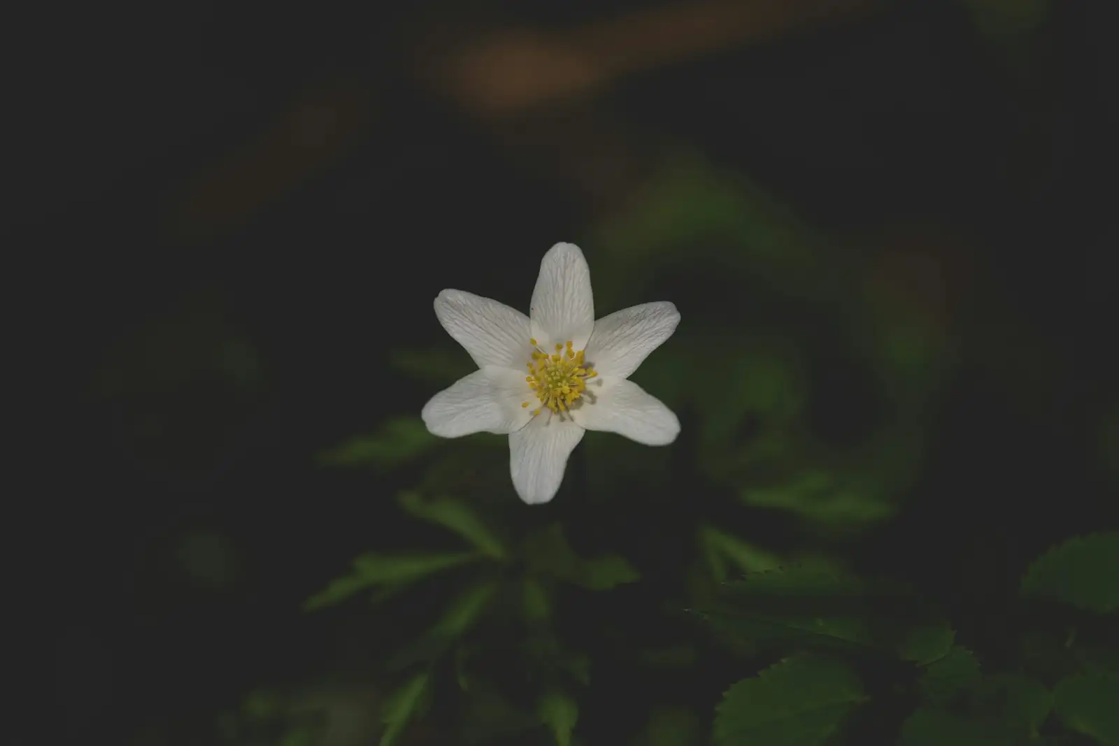 poppy anemone watering rim small spout